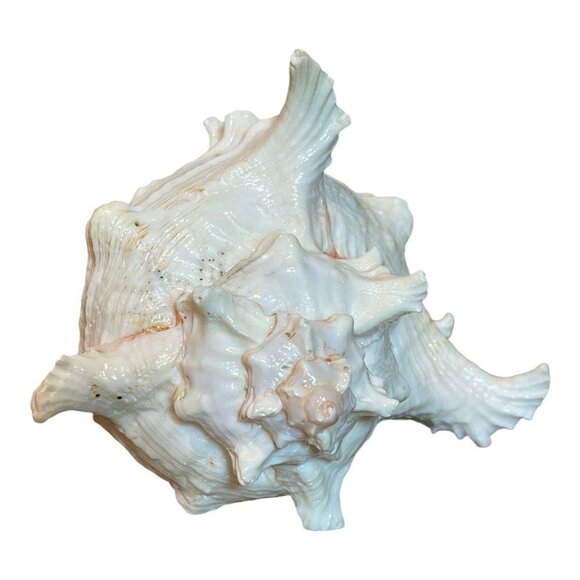 Large Natural Seashell Beach Decor Ocean Conch‎ Size 6 Inches - Picture 1 of 9